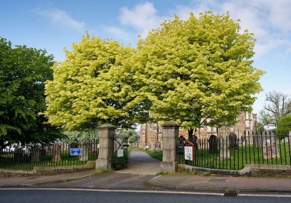 A view of the tree lined east entrance at Ottery St Mary churchyard