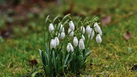 A picture of some flowering snowdrops