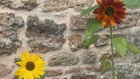 A picture of two sunflowers growing up against the church wall, one yellow, one dark orange.
