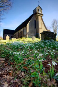 A view of snowdrops in the churchyard