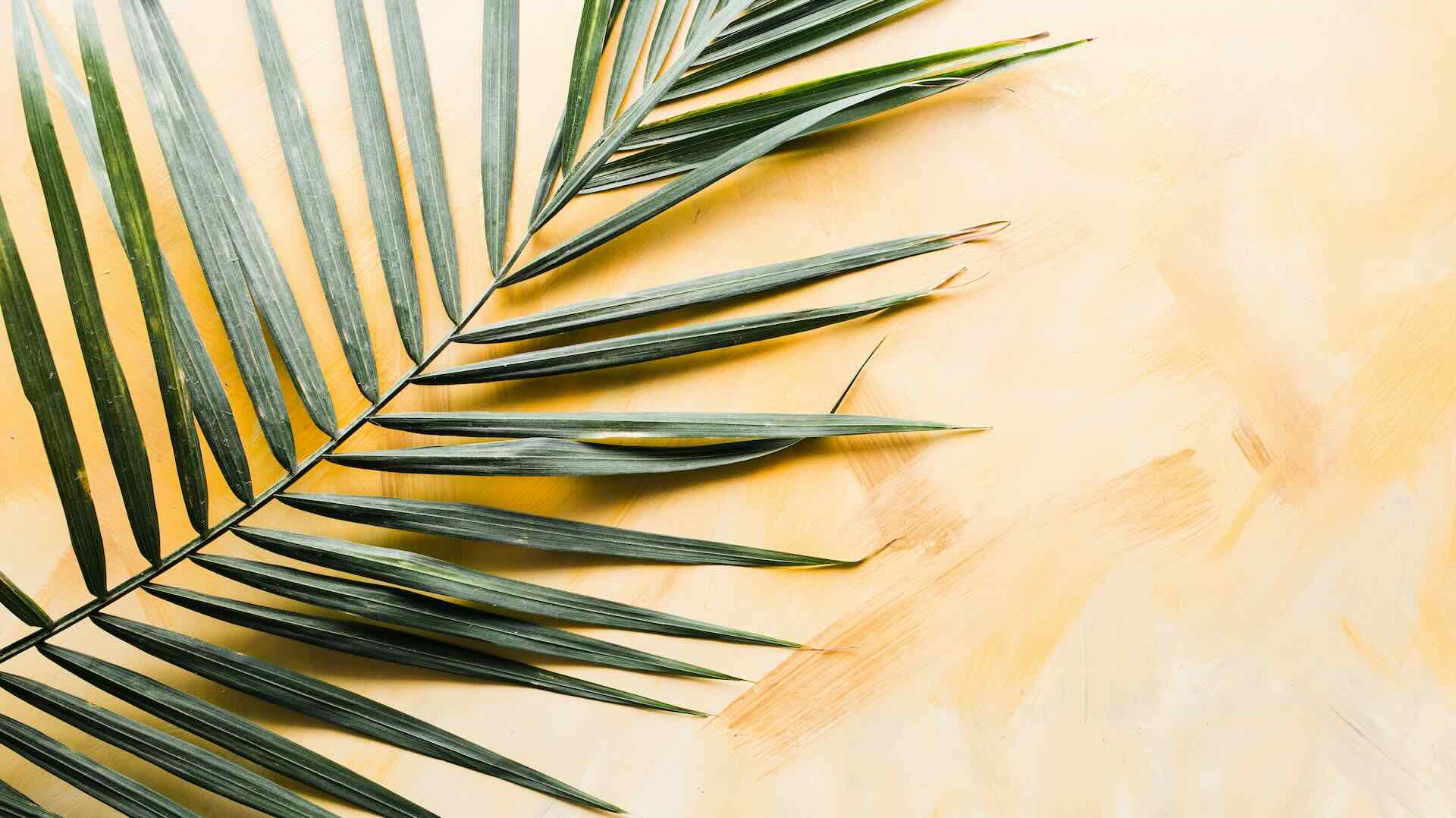 Palm Sunday Reflection
