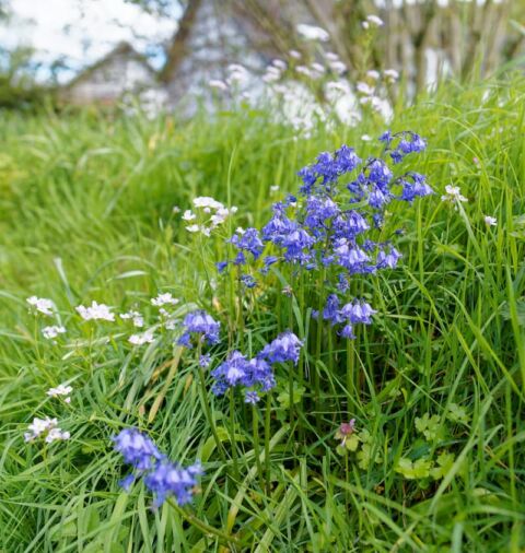 Bluebells and other wild flowers in the Venn Ottery churchyard